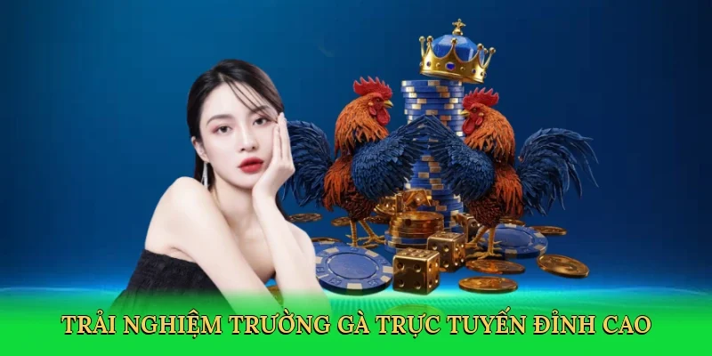 Trải nghiệm trường gà trực tuyến đỉnh cao
