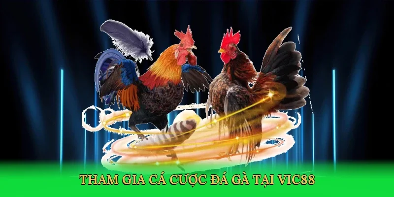 Tham gia cá cược đá gà tại Vic88